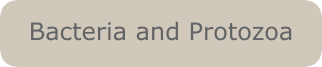 Bacteria and Protozoa